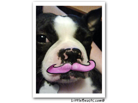 boston terrier photo 