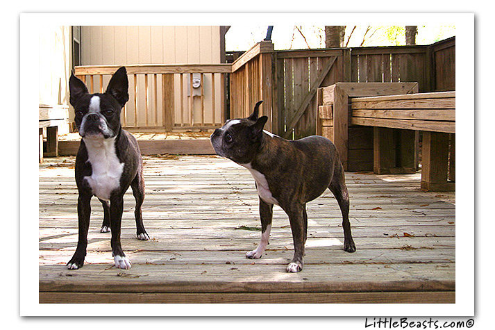 boston terrier photo of the week