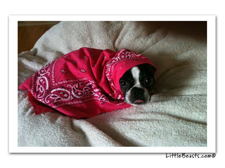 boston terrier photo 