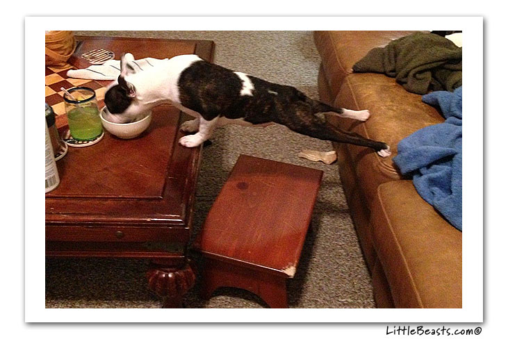 boston terrier photo of the week