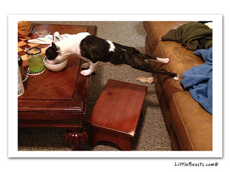 boston terrier photo 