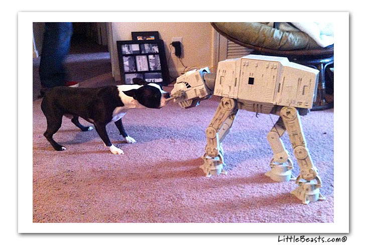 boston terrier photo of the week