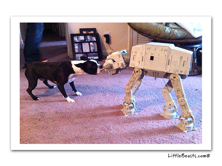 boston terrier photo 
