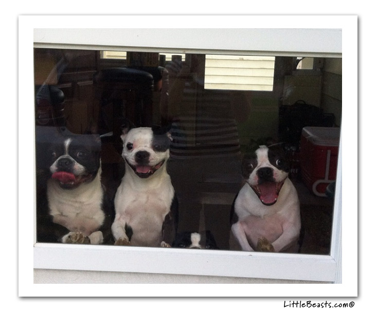 boston terrier photo of the week