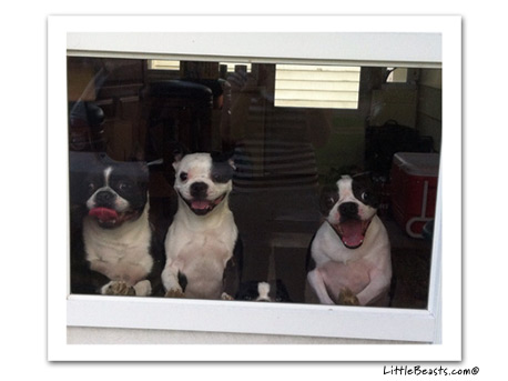 boston terrier photo 