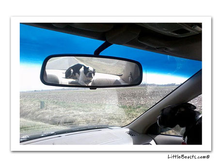 boston terrier photo 