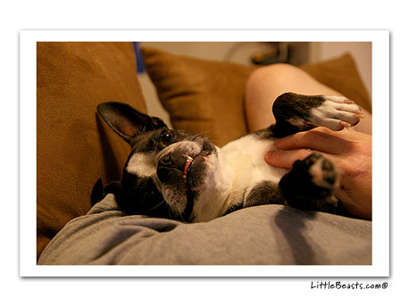 boston terrier photo 