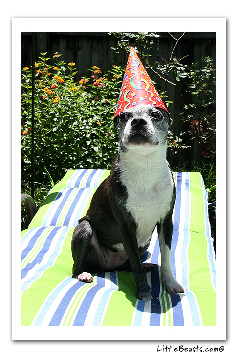 boston terrier photo of the week