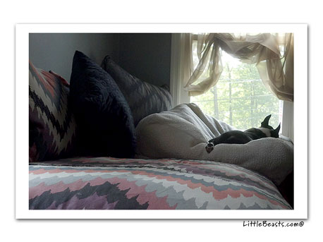 boston terrier photo 