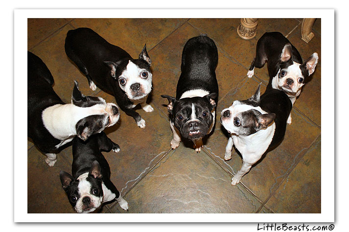 boston terrier photo of the week