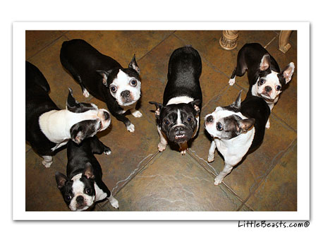 boston terrier photo 