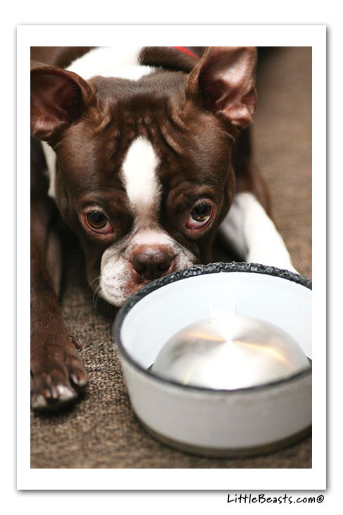 boston terrier photo of the week