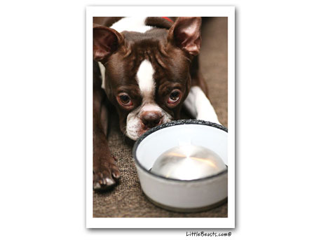 boston terrier photo 