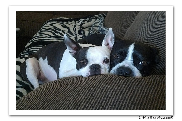 boston terrier photo of the week