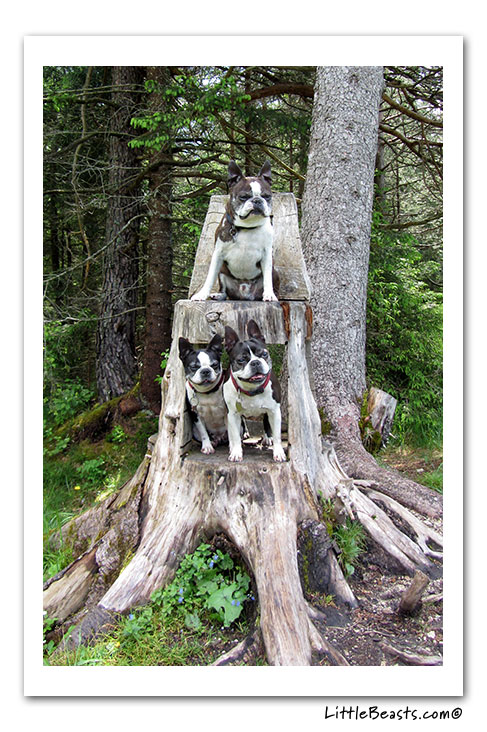 boston terrier photo of the week