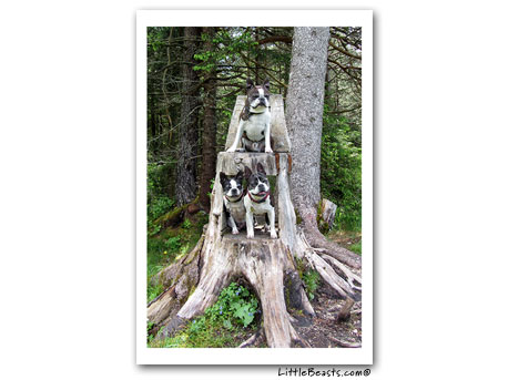 boston terrier photo 