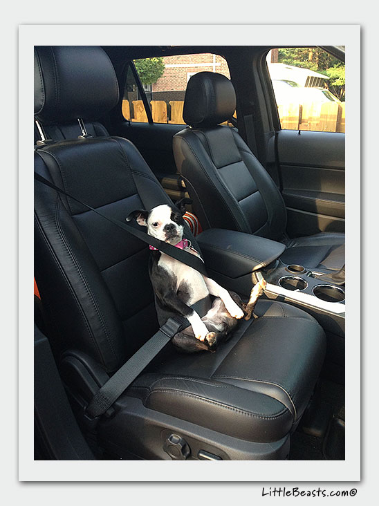 boston terrier photo of the week