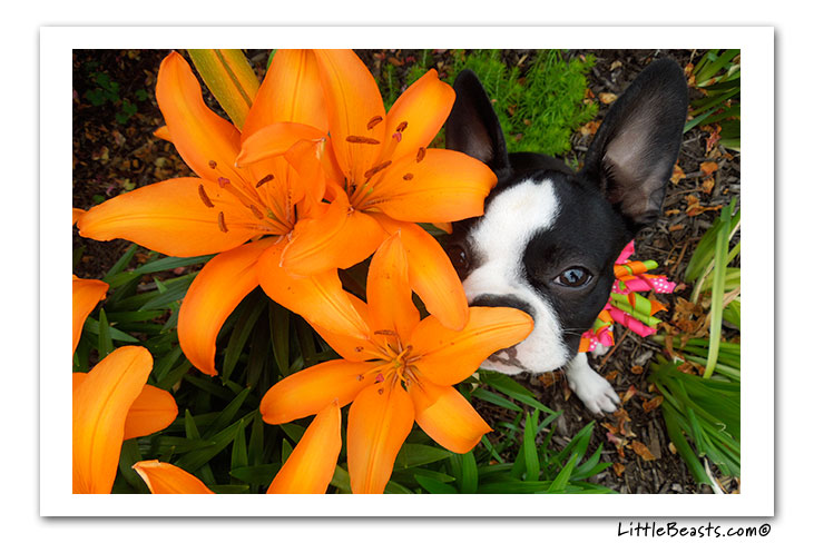 boston terrier photo of the week