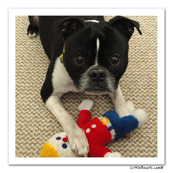 boston terrier photo of the week