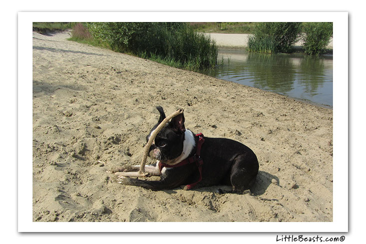 boston terrier photo of the week