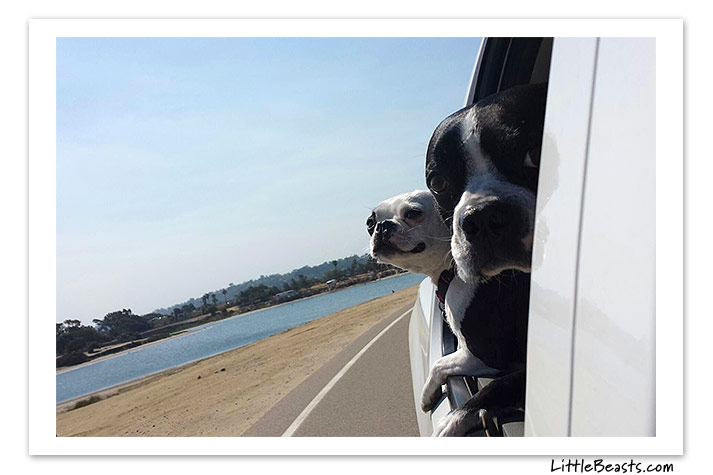 boston terrier photo of the week