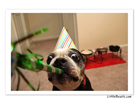 boston terrier photo 