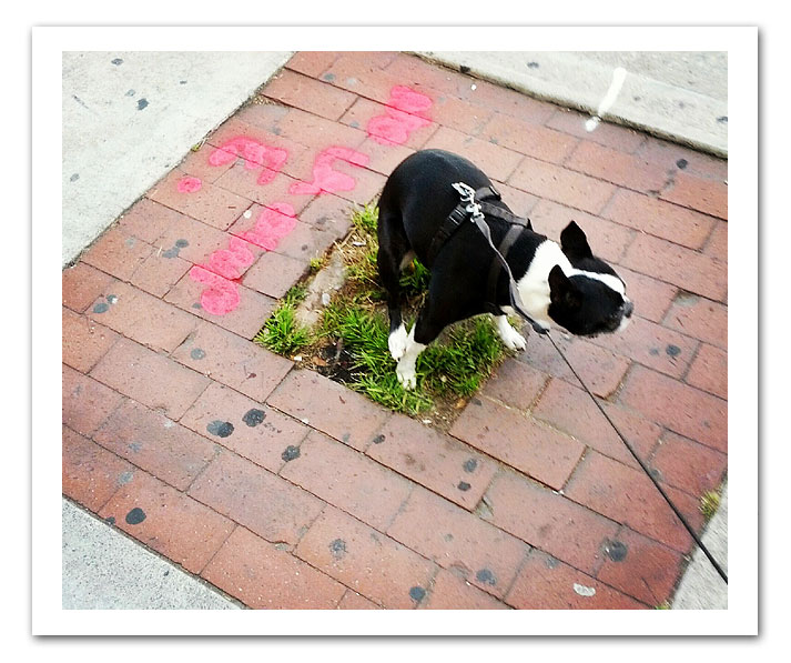 boston terrier photo of the week