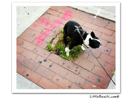 boston terrier photo 