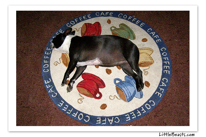 boston terrier photo of the week