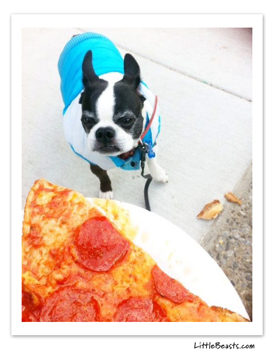 boston terrier photo of the week