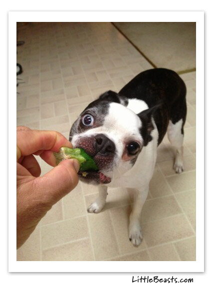 boston terrier photo of the week