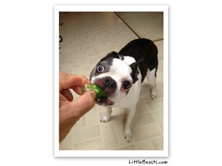 boston terrier photo 