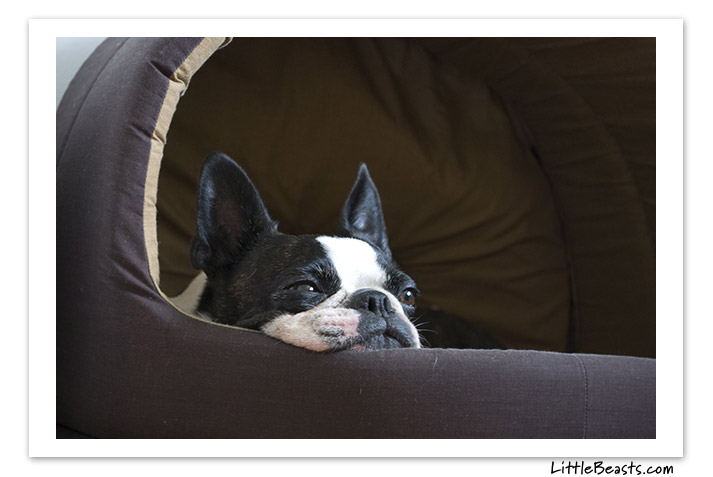 boston terrier photo of the week