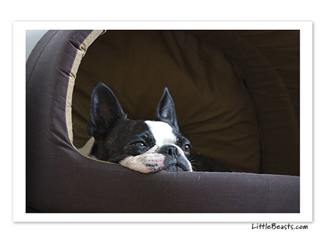 boston terrier photo 