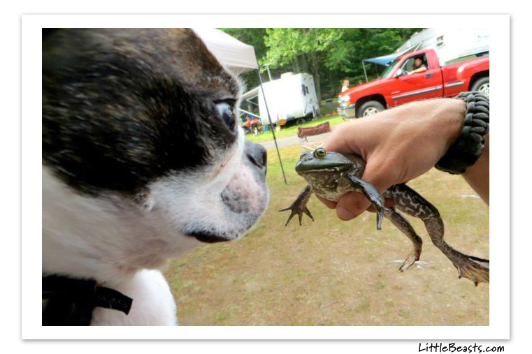 boston terrier photo of the week