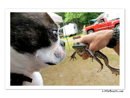 boston terrier photo 