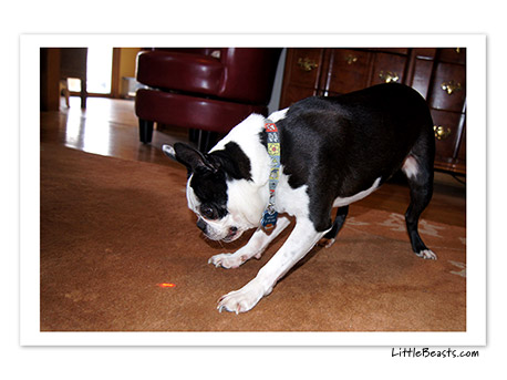 boston terrier photo 