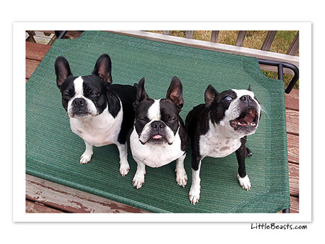 boston terrier photo 