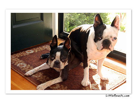 boston terrier photo 