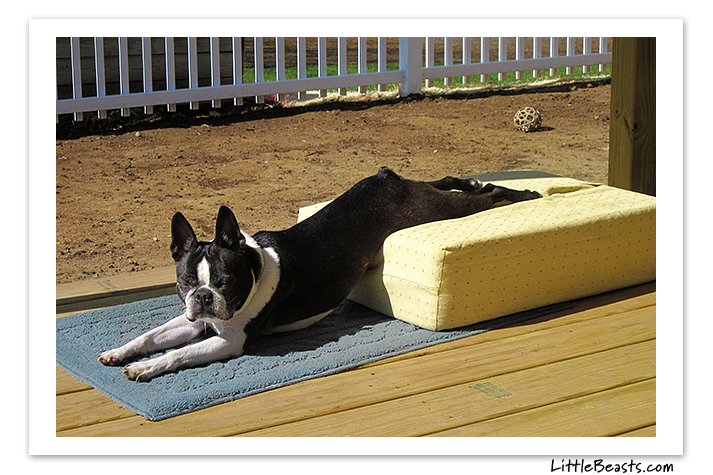 boston terrier photo of the week