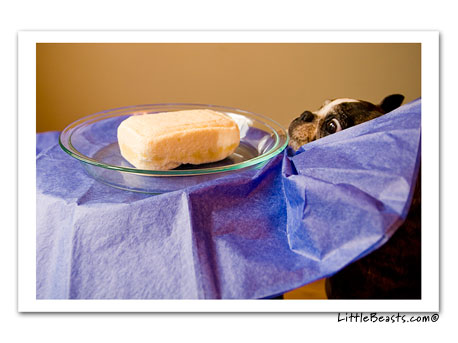 boston terrier photo