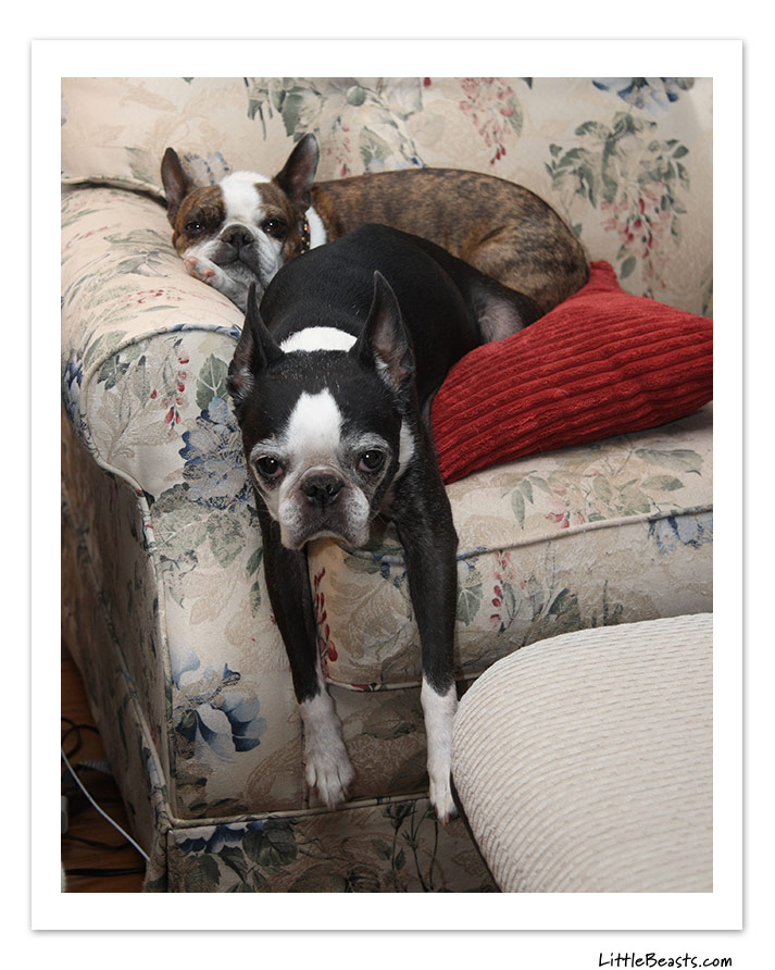 boston terrier photo of the week