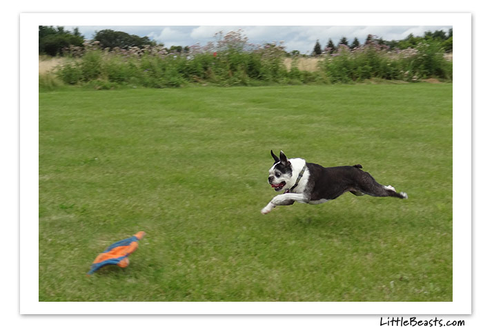 boston terrier photo of the week