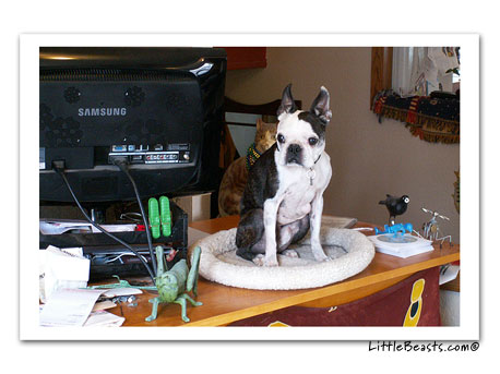 boston terrier photo 