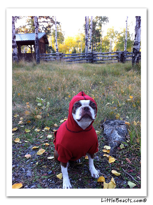 boston terrier photo of the week