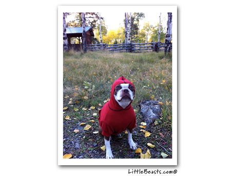boston terrier photo 
