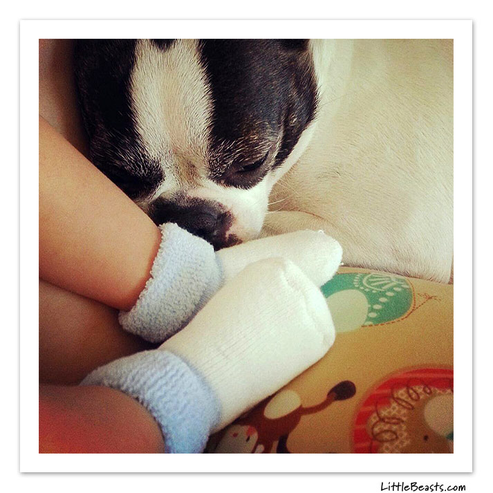boston terrier photo of the week