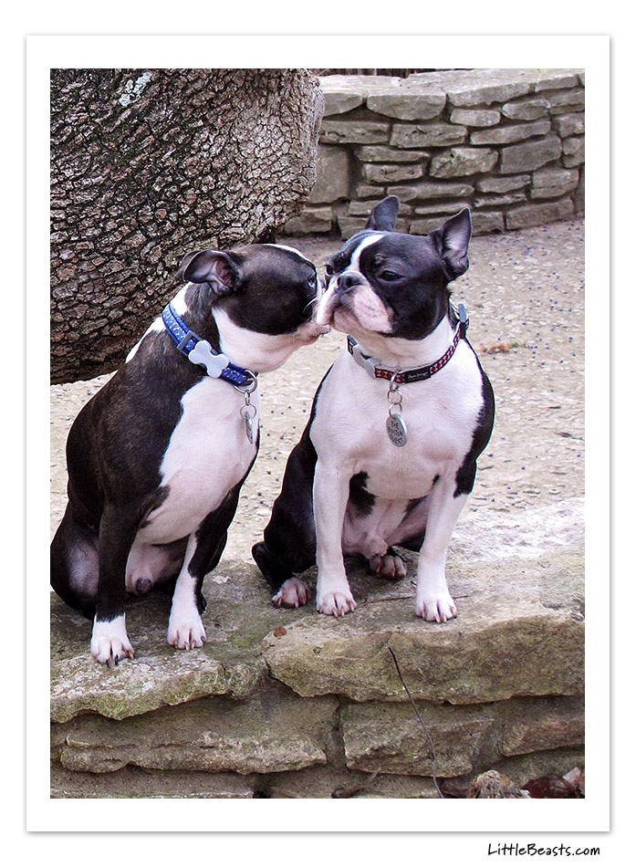 boston terrier photo of the week