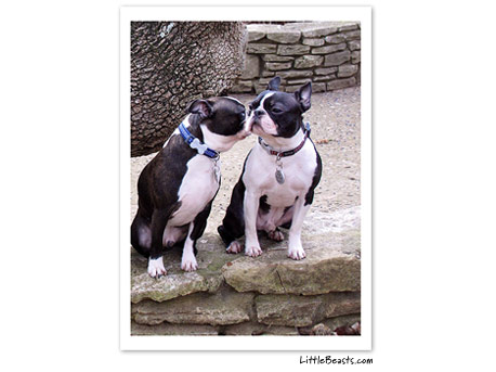 boston terrier photo 