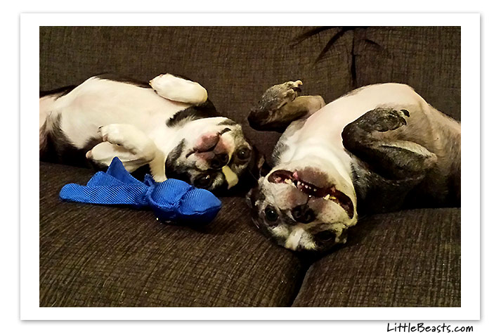 boston terrier photo of the week